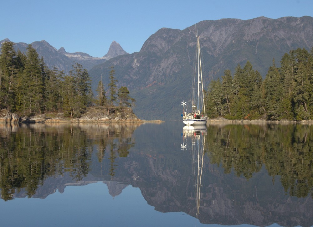 Spruce in Doubtful Sound